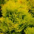 Zerav, túje západní 'Amber Glow' - Thuja occidentalis 'Amber Glow'