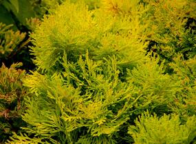 Túje, zerav západní 'Amber Glow' - Thuja occidentalis 'Amber Glow'