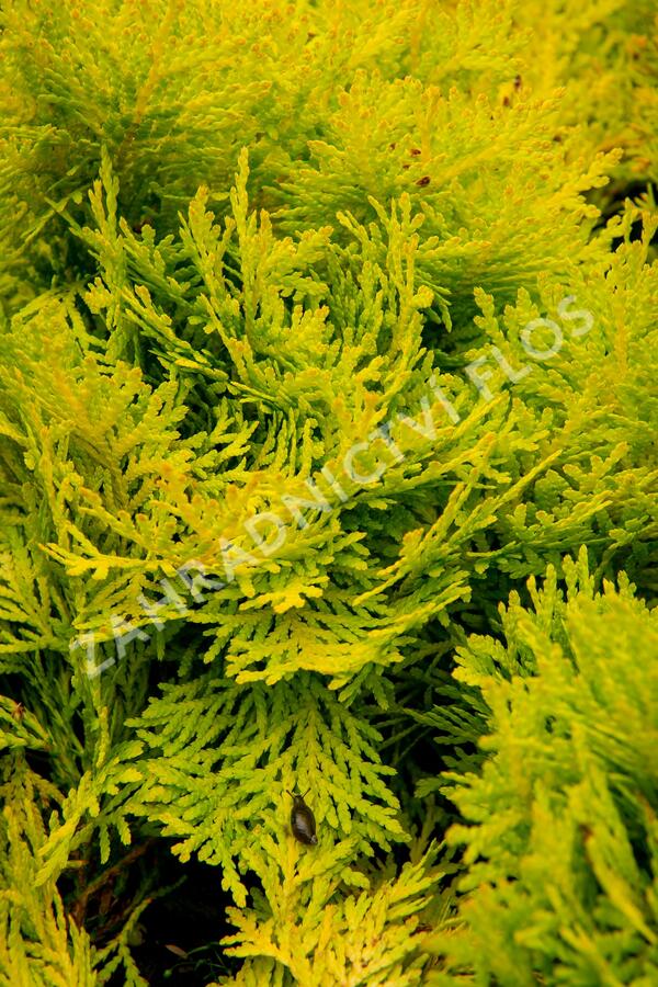 Zerav, túje západní 'Amber Glow' - Thuja occidentalis 'Amber Glow'