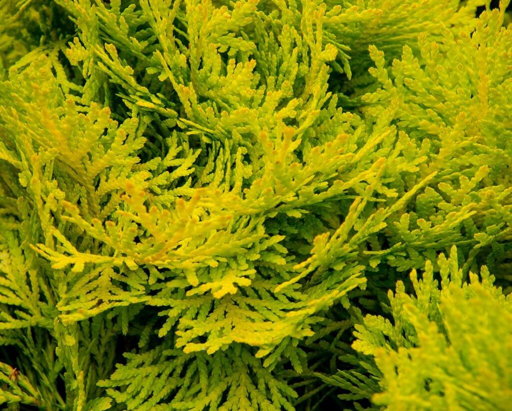 Túje, zerav západní 'Amber Glow' - Thuja occidentalis 'Amber Glow'