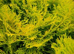 Túje, zerav západní 'Amber Glow' - Thuja occidentalis 'Amber Glow'