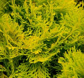 Zerav, túje západní 'Amber Glow' - Thuja occidentalis 'Amber Glow'