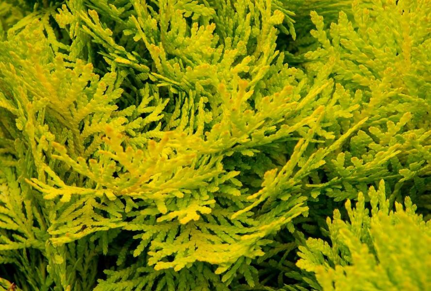 Túje, zerav západní 'Amber Glow' - Thuja occidentalis 'Amber Glow'