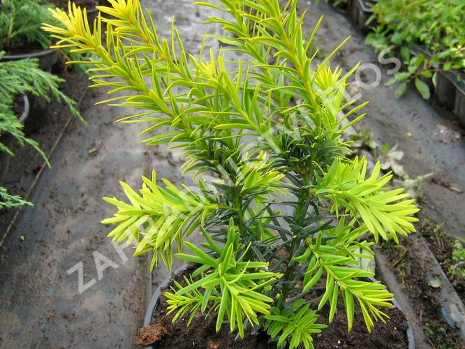 Tis červený 'Judith' - Taxus baccata 'Judith'