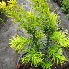 Tis červený 'Judith' - Taxus baccata 'Judith'