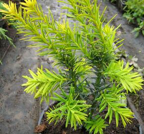 Tis červený 'Judith' - Taxus baccata 'Judith'