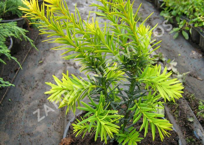 Tis červený 'Judith' - Taxus baccata 'Judith'