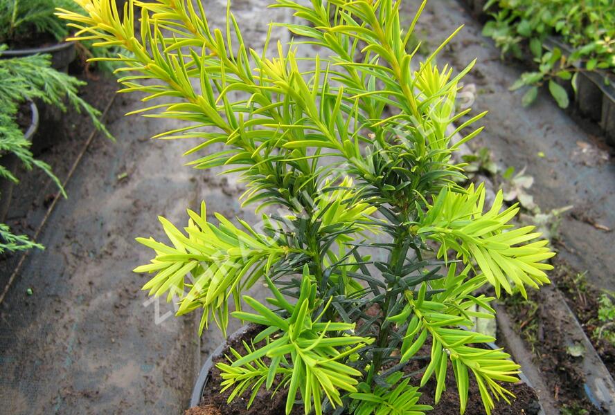 Tis červený 'Judith' - Taxus baccata 'Judith'