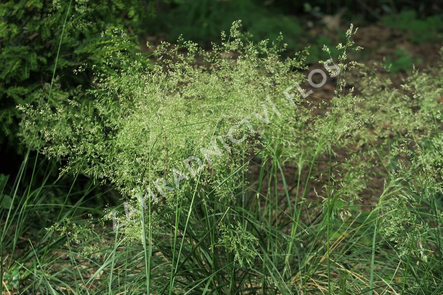 Metlice trsnatá 'Pálava' - Deschampsia caespitosa 'Pálava'