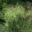 Metlice trsnatá 'Pálava' - Deschampsia caespitosa 'Pálava'