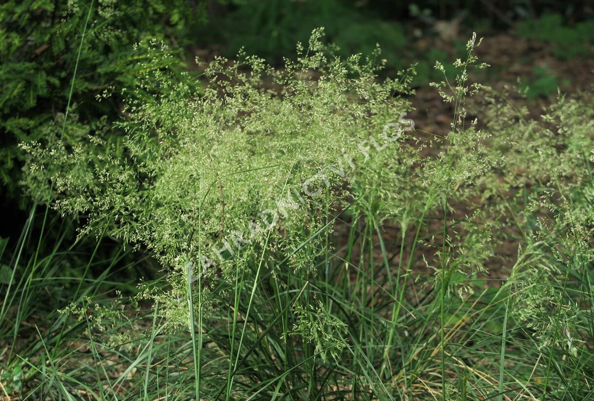 Metlice trsnatá 'Pálava' - Deschampsia caespitosa 'Pálava'