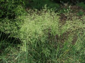 Metlice trsnatá 'Pálava' - Deschampsia caespitosa 'Pálava'