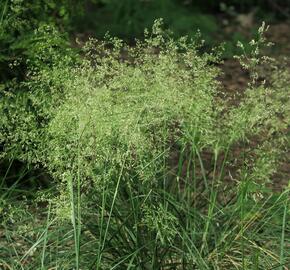 Metlice trsnatá 'Pálava' - Deschampsia caespitosa 'Pálava'