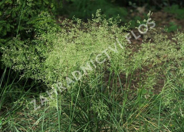 Metlice trsnatá 'Pálava' - Deschampsia caespitosa 'Pálava ...