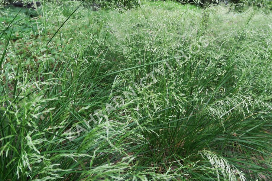 Metlice trsnatá 'Pálava' - Deschampsia caespitosa 'Pálava'