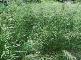 Metlice trsnatá 'Pálava' - Deschampsia caespitosa 'Pálava'