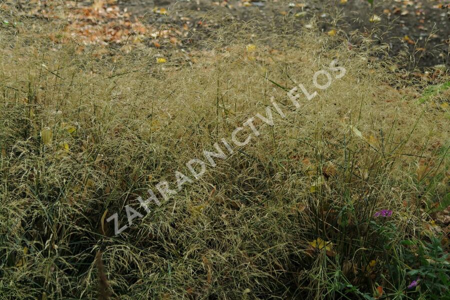 Metlice trsnatá 'Pálava' - Deschampsia caespitosa 'Pálava'