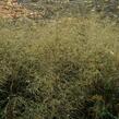 Metlice trsnatá 'Pálava' - Deschampsia caespitosa 'Pálava'