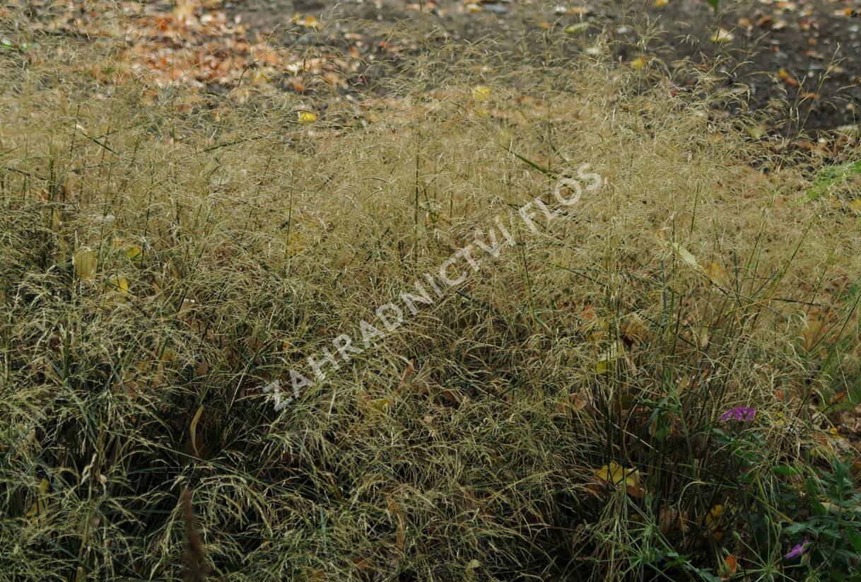 Metlice trsnatá 'Pálava' - Deschampsia caespitosa 'Pálava'