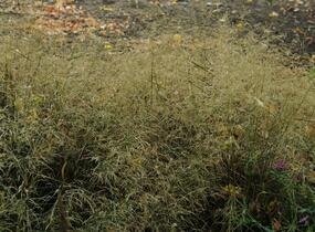 Metlice trsnatá 'Pálava' - Deschampsia caespitosa 'Pálava'