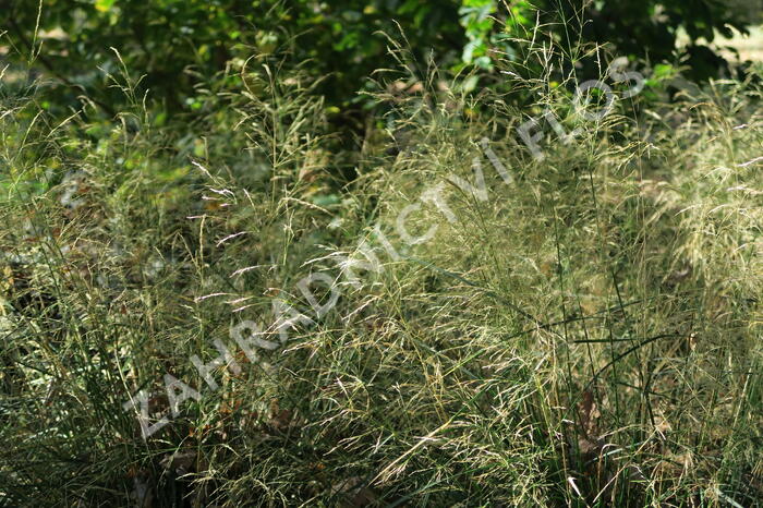 Metlice trsnatá 'Pálava' - Deschampsia caespitosa 'Pálava'