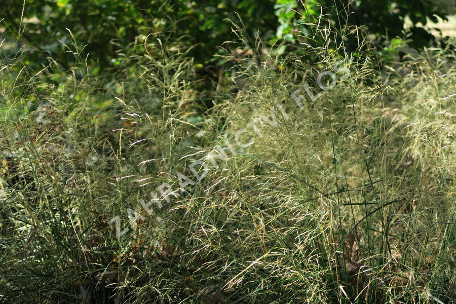 Metlice trsnatá 'Pálava' - Deschampsia caespitosa 'Pálava'