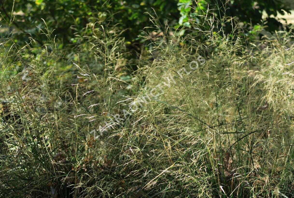 Metlice trsnatá 'Pálava' - Deschampsia caespitosa 'Pálava'