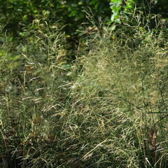 Metlice trsnatá 'Pálava' - Deschampsia caespitosa 'Pálava'