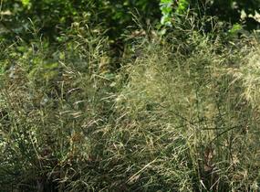 Metlice trsnatá 'Pálava' - Deschampsia caespitosa 'Pálava'