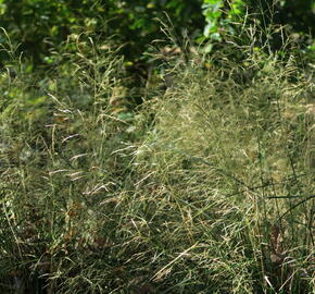 Metlice trsnatá 'Pálava' - Deschampsia caespitosa 'Pálava'