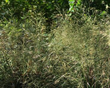 Metlice trsnatá 'Pálava'