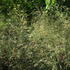 metlice-trsnata-palava.jpg