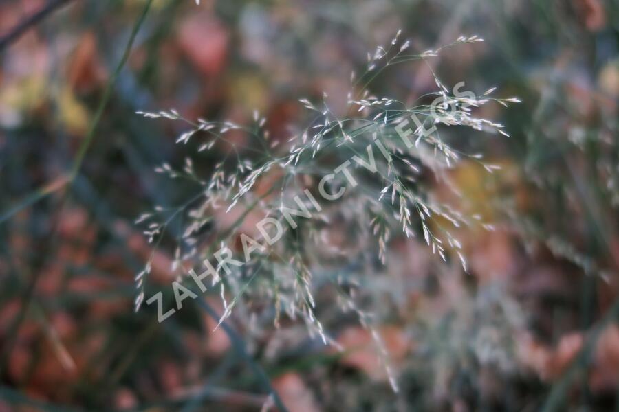 Metlice trsnatá 'Pálava' - Deschampsia caespitosa 'Pálava'
