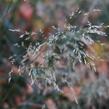 Metlice trsnatá 'Pálava' - Deschampsia caespitosa 'Pálava'