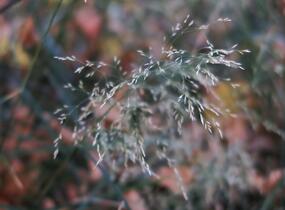 Metlice trsnatá 'Pálava' - Deschampsia caespitosa 'Pálava'