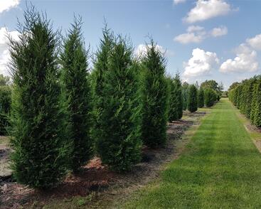 Cypřišovec Leylandův 2001