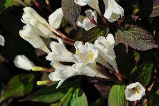 Vajgélie 'Ebony and Ivory' - Weigela 'Ebony and Ivory'