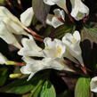 Vajgélie 'Ebony and Ivory' - Weigela 'Ebony and Ivory'