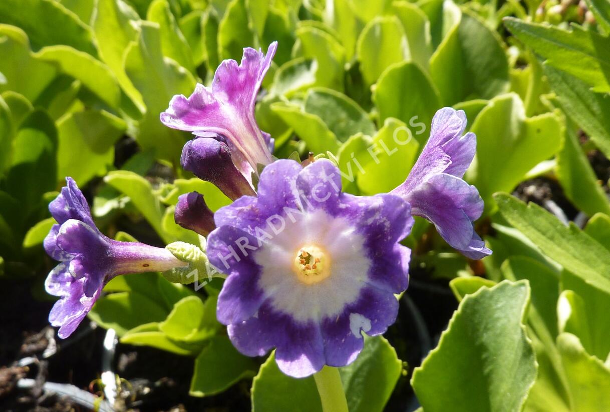 Prvosenka 'Exhibition Blau' - Primula x pubescens 'Exhibition Blau'
