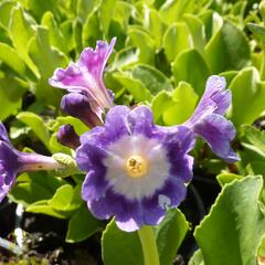 Prvosenka 'Exhibition Blau' - Primula x pubescens 'Exhibition Blau'