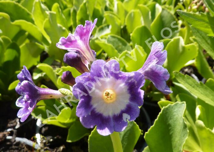 Prvosenka 'Exhibition Blau' - Primula x pubescens 'Exhibition Blau'