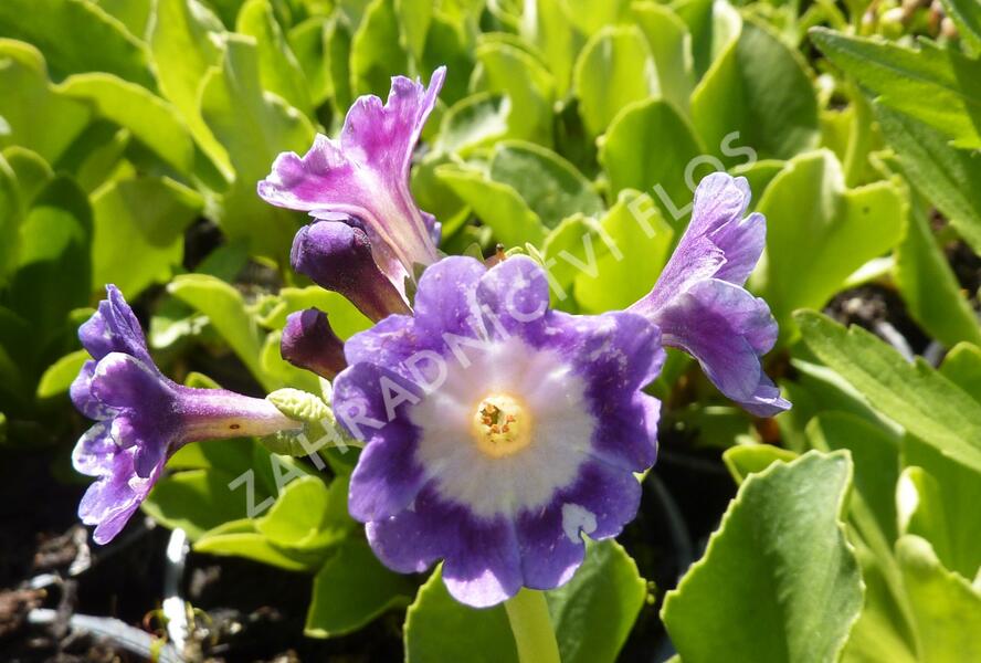 Prvosenka 'Exhibition Blau' - Primula x pubescens 'Exhibition Blau'