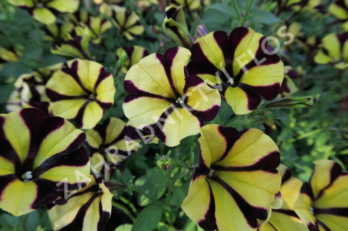 Petúnie 'Amore Fiesta' - Petunia hybrida 'Amore Fiesta'