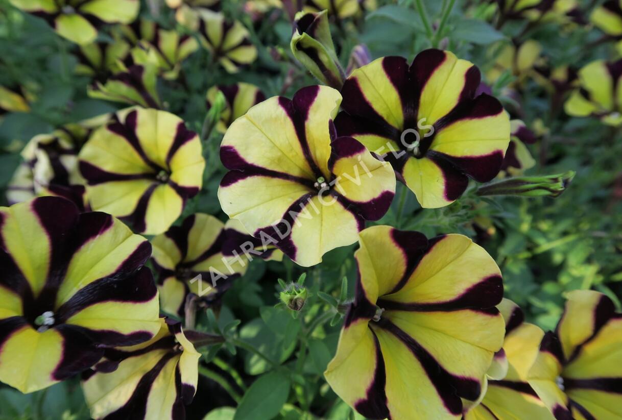 Petúnie 'Amore Fiesta' - Petunia hybrida 'Amore Fiesta'