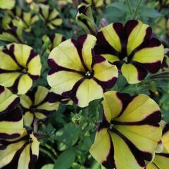 Petúnie 'Amore Fiesta' - Petunia hybrida 'Amore Fiesta'