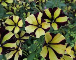 Petúnie 'Amore Fiesta'