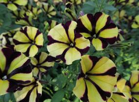 Petúnie 'Amore Fiesta' - Petunia hybrida 'Amore Fiesta'