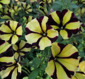 Petúnie 'Amore Fiesta' - Petunia hybrida 'Amore Fiesta'