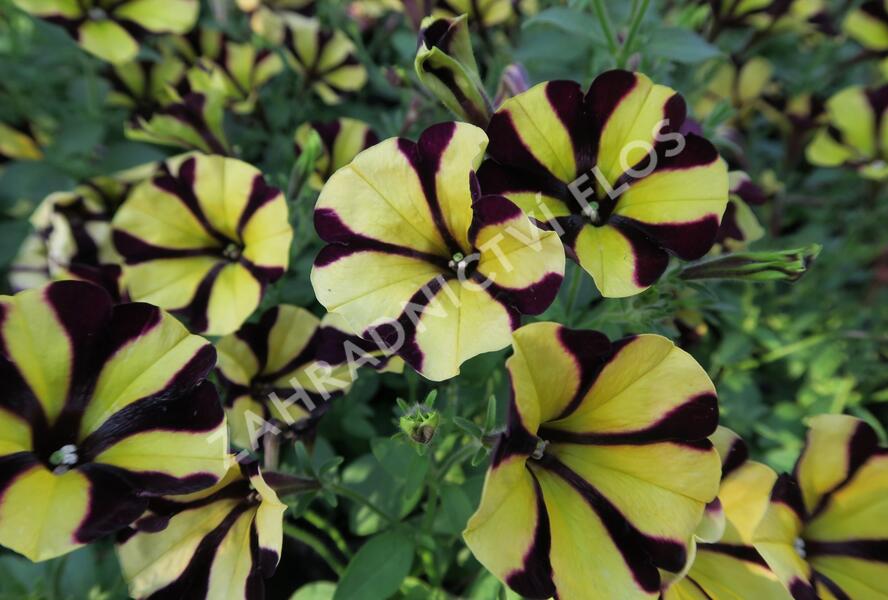 Petúnie 'Amore Fiesta' - Petunia hybrida 'Amore Fiesta'