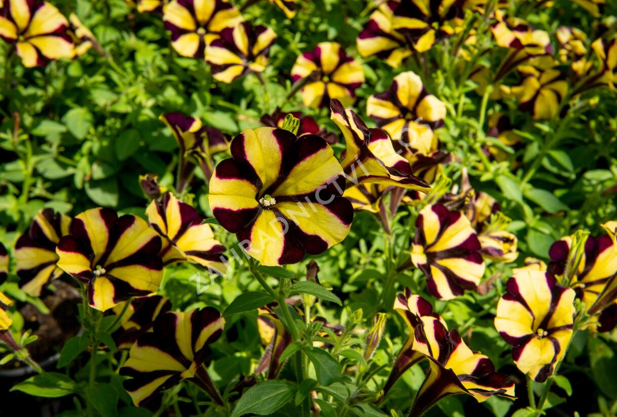 Petúnie 'Amore Fiesta' - Petunia hybrida 'Amore Fiesta'
